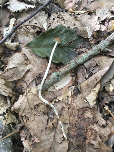 Rooting shank