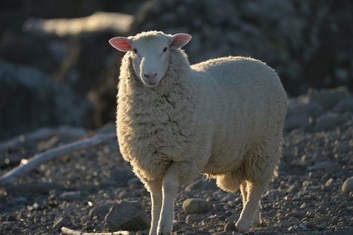Domestic Sheep