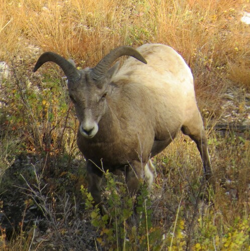 Bighorn Sheep