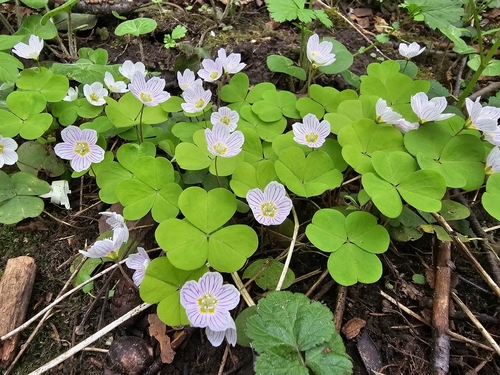 European wood-sorrel