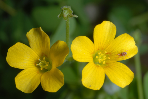 Slender yellow woodsorrel