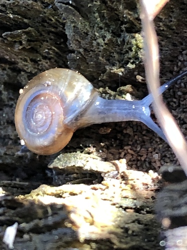 Draparnaud's Glass Snail