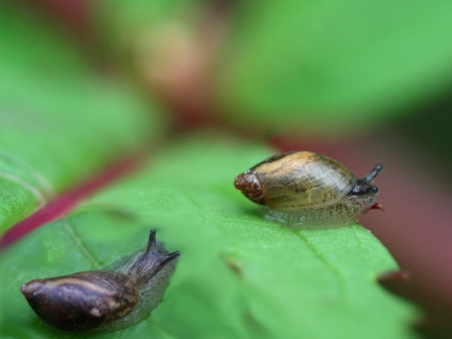Slender Amber Snail