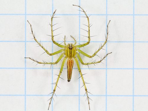 Lean Lynx Spider