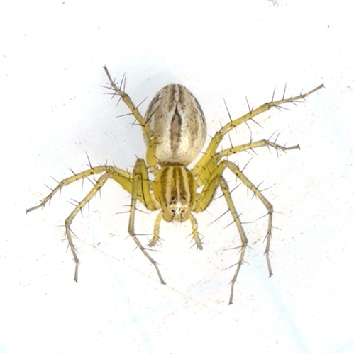 Striped Lynx Spider