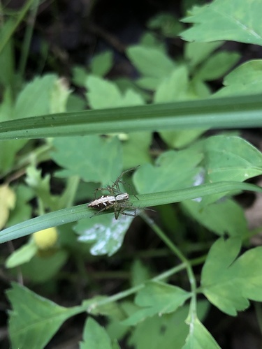 Oxyopes sertatus