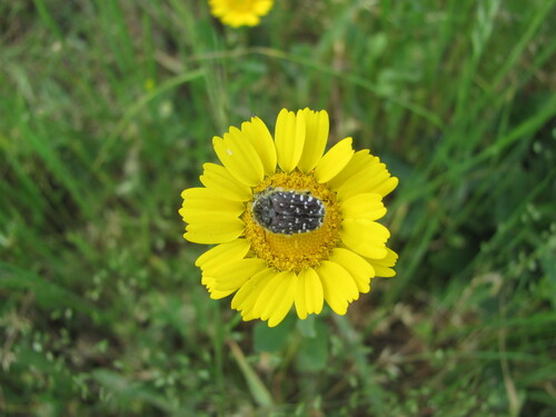 Mediterranean Spotted Chafer
