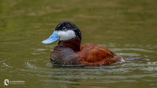 Ruddy Duck