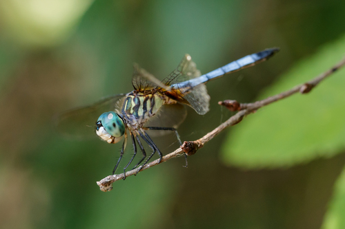 Blue Dasher