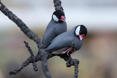 Java Sparrow