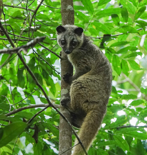 Masked Palm Civet