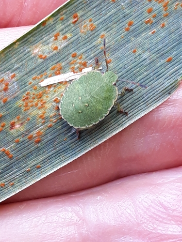 Green Shield Bug