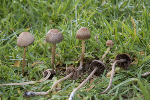 Mower's Mushroom