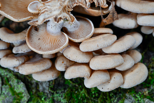 Luminescent Panellus
