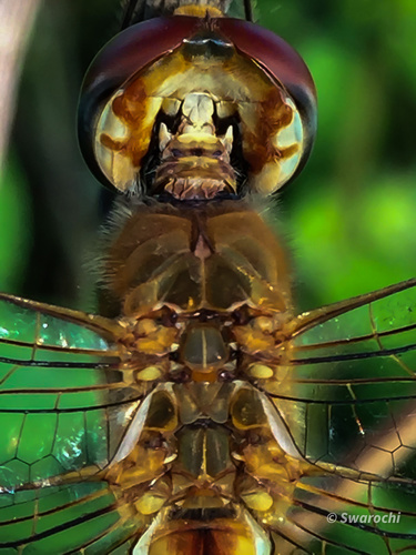 Wandering Glider