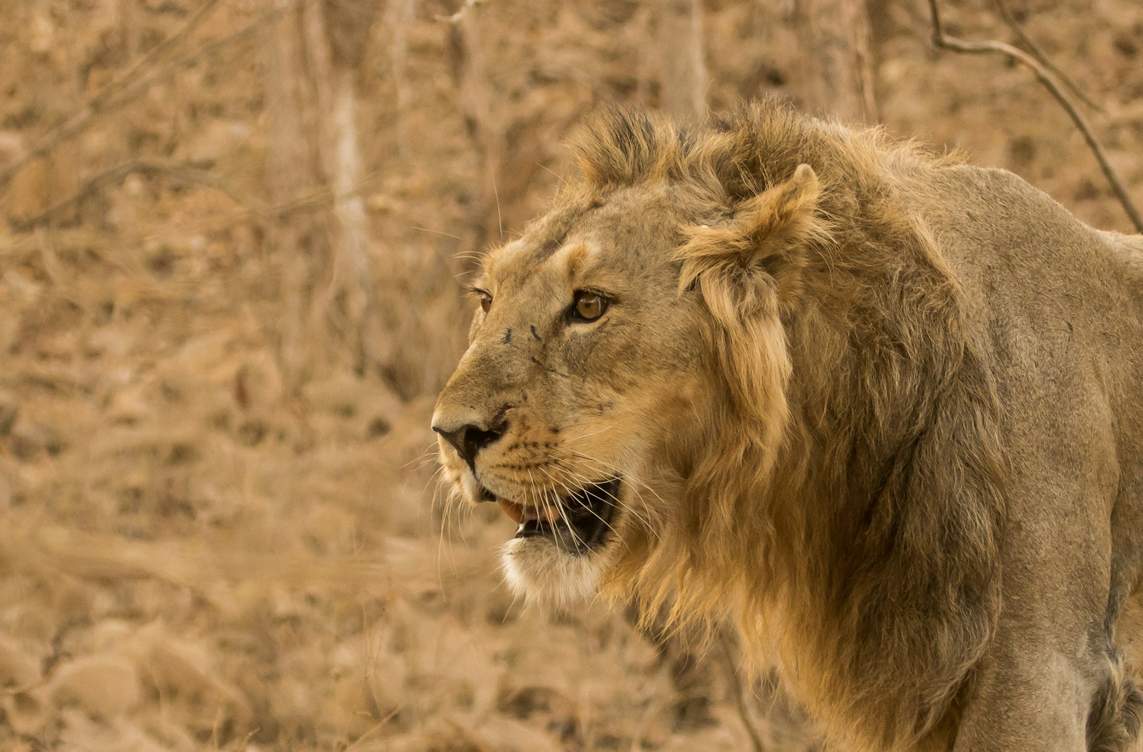 Lion