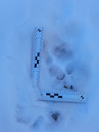 Snow Leopard