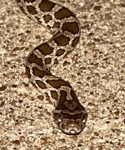 Great Plains Ratsnake