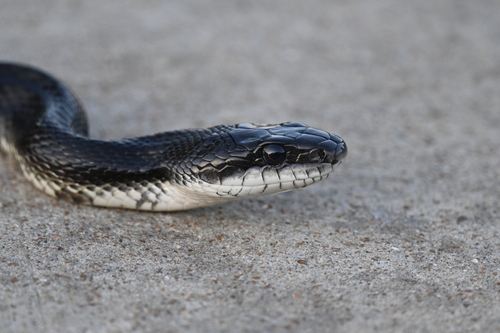 Western Ratsnake