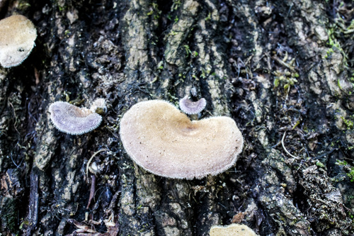 Hairy Oyster Mushroom