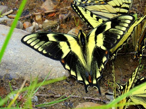 Canadian Tiger Swallowtail