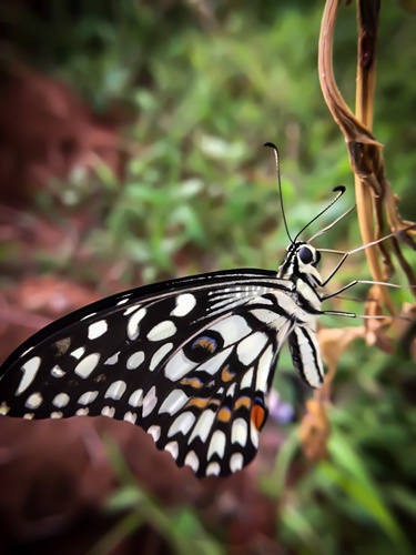 Lime Swallowtail