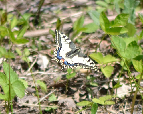 Old World Swallowtail