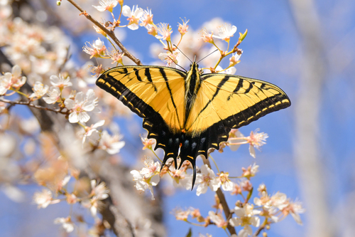 Two-tailed Swallowtail