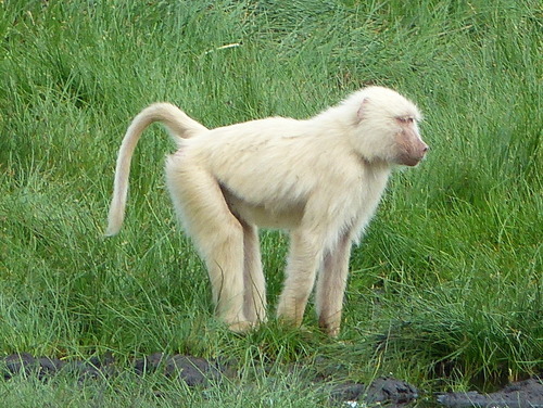 Olive Baboon