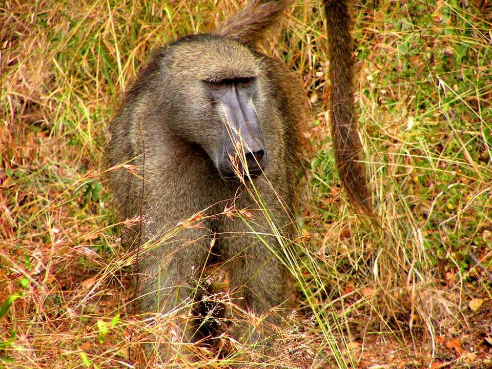 Chacma Baboon