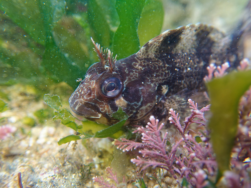 Tompot Blenny