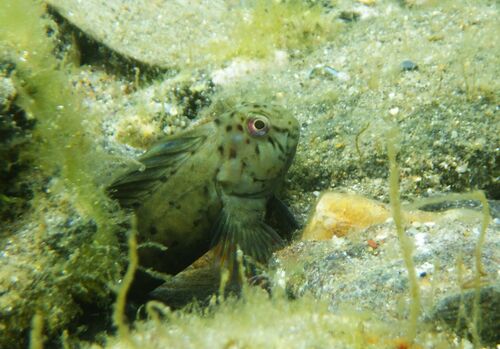 Rusty Blenny