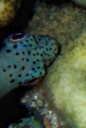 Freckled Hawkfish