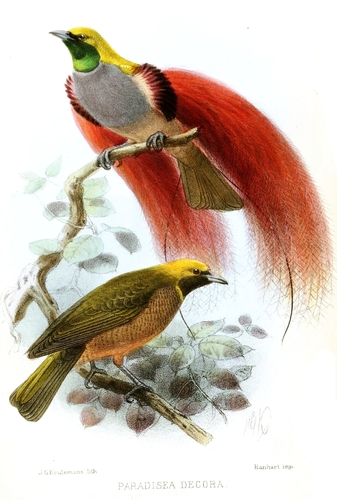 Goldie's Bird-of-Paradise