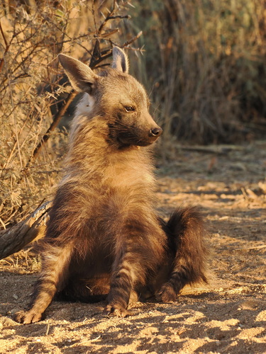 Brown Hyaena