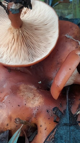 Tawny funnel cap