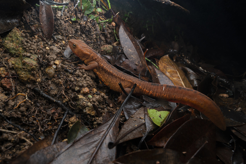 Hong Kong Warty Newt