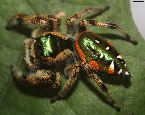 Golden Jumping Spider