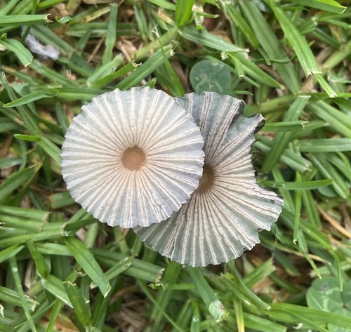 Pleated inkcap