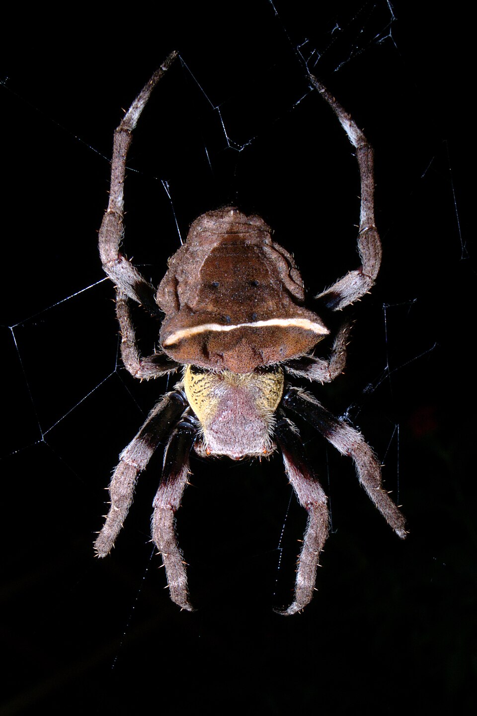 Abandoned-web Orb-weaver