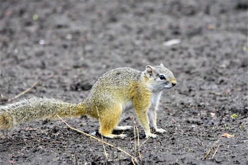 Smith's Bush Squirrel