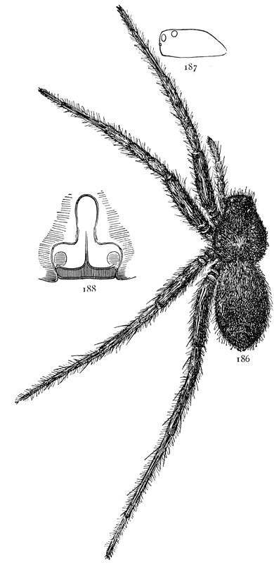 Stone Spider