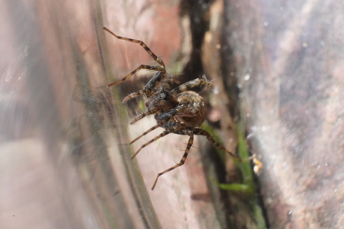 Shore Spider