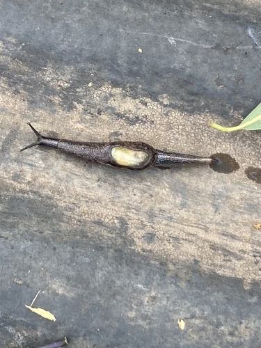 Yellow-shelled semi-slug