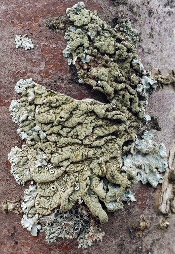 Netted shield lichen