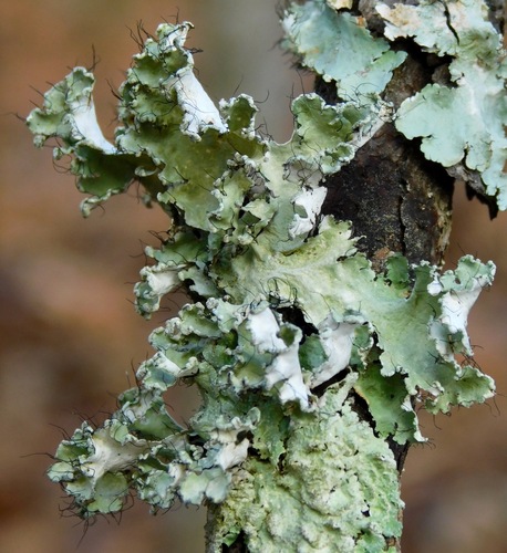 Powdered ruffle lichen