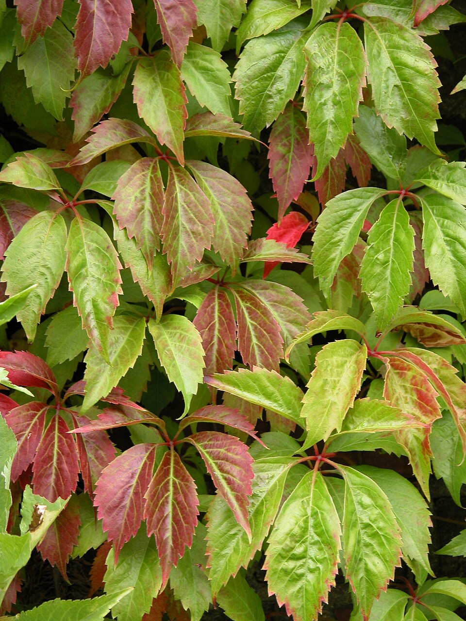 Virginia creeper