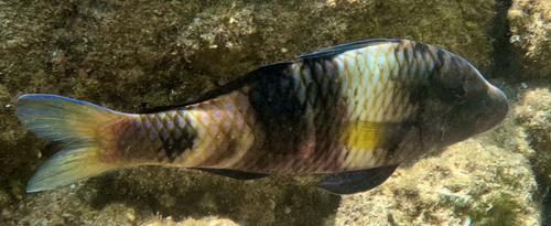 Manybar Goatfish
