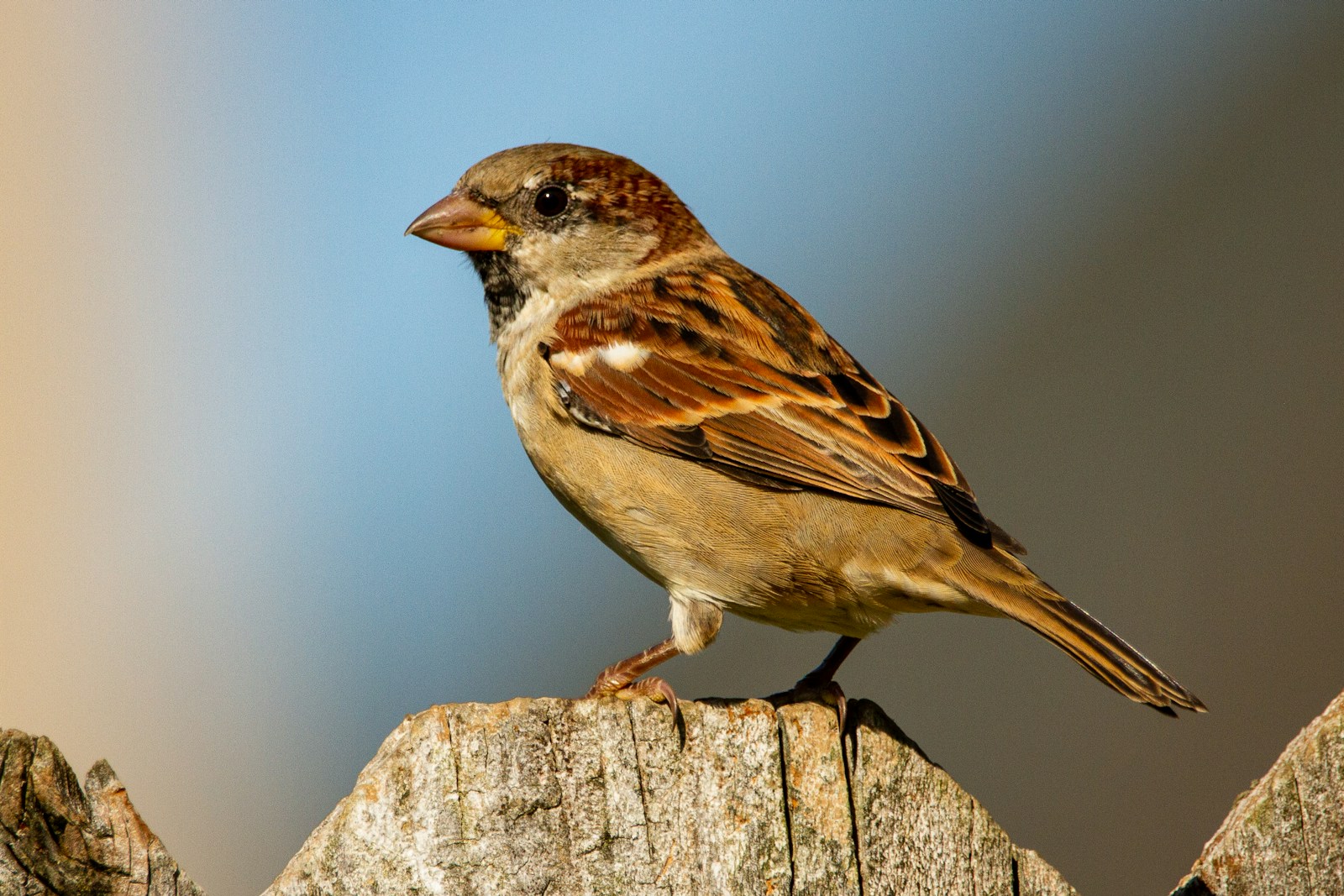 House Sparrow