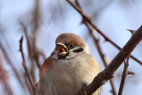 Eurasian Tree Sparrow